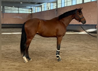 KWPN, Wallach, 3 Jahre, 166 cm, Hellbrauner