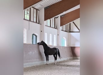 KWPN, Wallach, 3 Jahre, 166 cm, Rappe