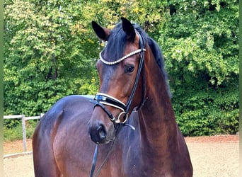 KWPN, Wallach, 3 Jahre, 167 cm, Brauner
