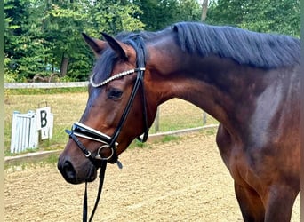 KWPN, Wallach, 3 Jahre, 167 cm, Brauner