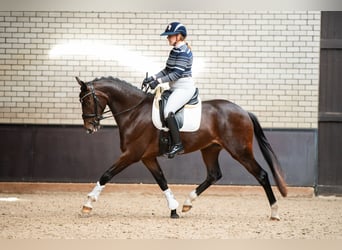 KWPN, Wallach, 3 Jahre, 167 cm, Brauner