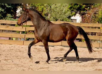 KWPN, Wallach, 3 Jahre, 167 cm, Brauner