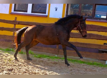 KWPN, Wallach, 3 Jahre, 167 cm, Brauner