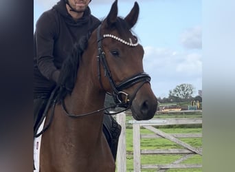 KWPN, Wallach, 3 Jahre, 167 cm, Brauner
