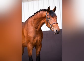 KWPN, Wallach, 3 Jahre, 167 cm, Brauner