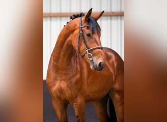 KWPN, Wallach, 3 Jahre, 167 cm, Brauner