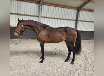 KWPN, Wallach, 3 Jahre, 167 cm, Brauner