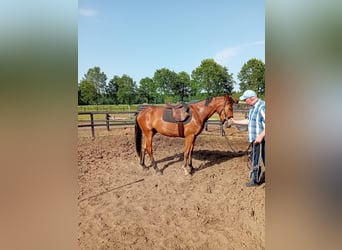 KWPN, Wallach, 3 Jahre, 167 cm, Brauner