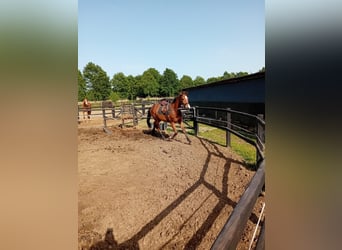 KWPN, Wallach, 3 Jahre, 167 cm, Brauner