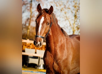 KWPN, Wallach, 3 Jahre, 167 cm, Dunkelfuchs