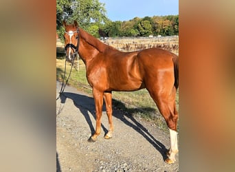 KWPN, Wallach, 3 Jahre, 167 cm, Fuchs