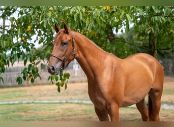 KWPN, Wallach, 3 Jahre, 167 cm, Fuchs