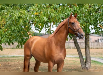 KWPN, Wallach, 3 Jahre, 167 cm, Fuchs