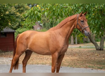 KWPN, Wallach, 3 Jahre, 167 cm, Fuchs
