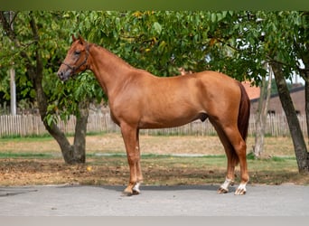KWPN, Wallach, 3 Jahre, 167 cm, Fuchs
