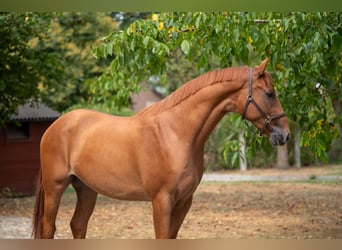KWPN, Wallach, 3 Jahre, 167 cm, Fuchs