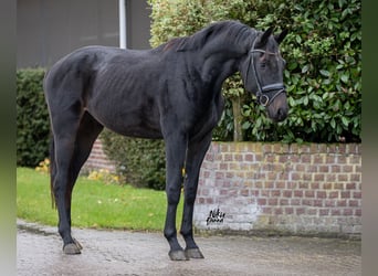 KWPN, Wallach, 3 Jahre, 167 cm, Rappe