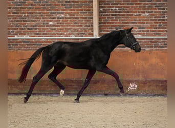 KWPN, Wallach, 3 Jahre, 167 cm, Rappe