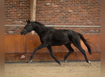 KWPN, Wallach, 3 Jahre, 167 cm, Rappe