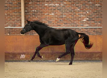 KWPN, Wallach, 3 Jahre, 167 cm, Rappe