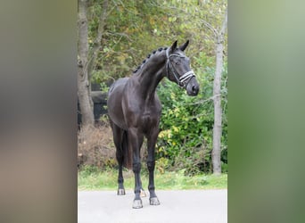 KWPN, Wallach, 3 Jahre, 167 cm, Rappe