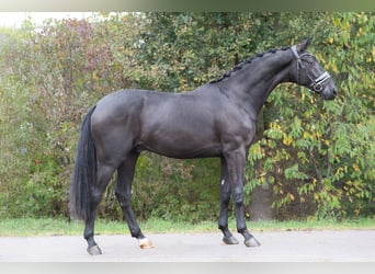 KWPN, Wallach, 3 Jahre, 167 cm, Rappe