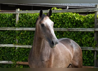 KWPN, Wallach, 3 Jahre, 167 cm, Schimmel
