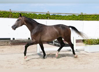 KWPN, Wallach, 3 Jahre, 167 cm, Schimmel