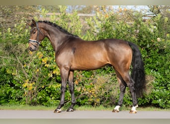 KWPN, Wallach, 3 Jahre, 168 cm, Brauner