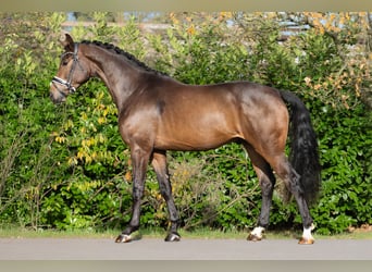 KWPN, Wallach, 3 Jahre, 168 cm, Brauner