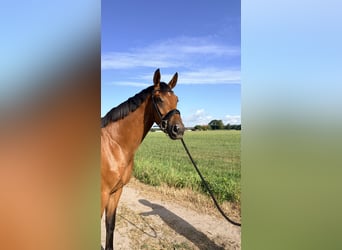 KWPN, Wallach, 3 Jahre, 168 cm, Brauner