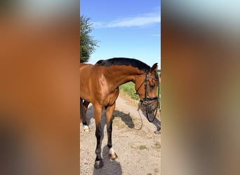 KWPN, Wallach, 3 Jahre, 168 cm, Brauner