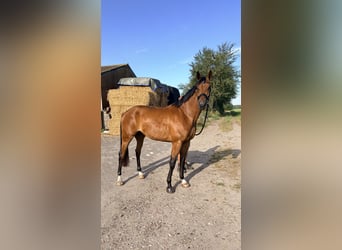 KWPN, Wallach, 3 Jahre, 168 cm, Brauner