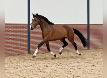 KWPN, Wallach, 3 Jahre, 168 cm, Brauner