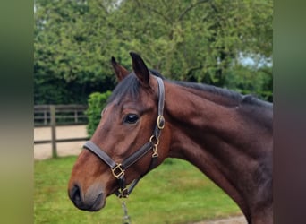 KWPN, Wallach, 3 Jahre, 168 cm, Brauner