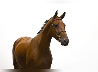KWPN, Wallach, 3 Jahre, 168 cm, Brauner