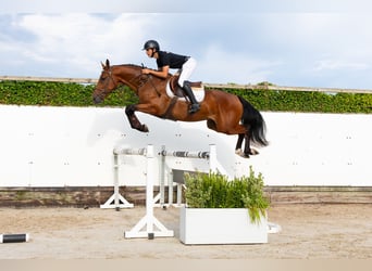 KWPN, Wallach, 3 Jahre, 168 cm, Brauner