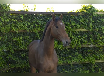 KWPN, Wallach, 3 Jahre, 168 cm, Brauner
