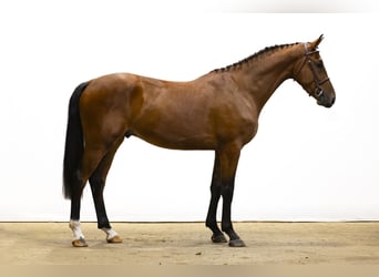 KWPN, Wallach, 3 Jahre, 168 cm, Brauner