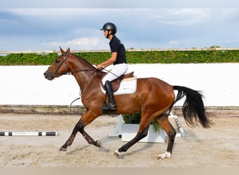 KWPN, Wallach, 3 Jahre, 168 cm, Brauner