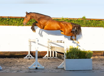 KWPN, Wallach, 3 Jahre, 168 cm, Brauner
