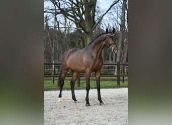 KWPN, Wallach, 3 Jahre, 168 cm, Dunkelbrauner