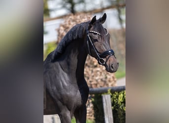 KWPN, Wallach, 3 Jahre, 168 cm, Dunkelbrauner