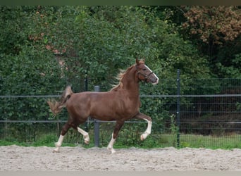 KWPN, Wallach, 3 Jahre, 168 cm, Dunkelfuchs