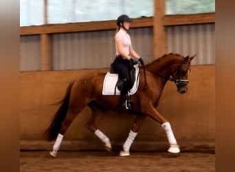 KWPN, Wallach, 3 Jahre, 168 cm, Fuchs