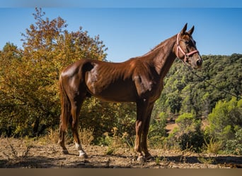 KWPN, Wallach, 3 Jahre, 168 cm, Fuchs