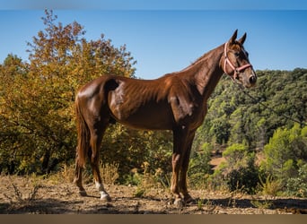 KWPN, Wallach, 3 Jahre, 168 cm, Fuchs