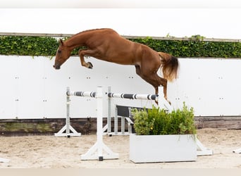 KWPN, Wallach, 3 Jahre, 168 cm, Fuchs KWPN, Wallach, 3 Jahre, 168 cm, Fuchs