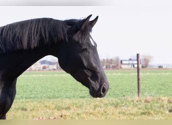 KWPN, Wallach, 3 Jahre, 168 cm, Rappe