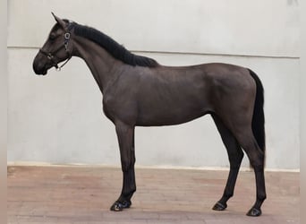 KWPN, Wallach, 3 Jahre, 168 cm, Rappe